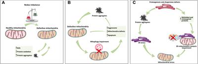 Mitochondria inter-organelle relationships in cancer protein aggregation